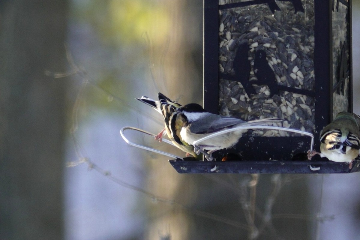 Гаїчка каролінська/світлокрила - ML646165355