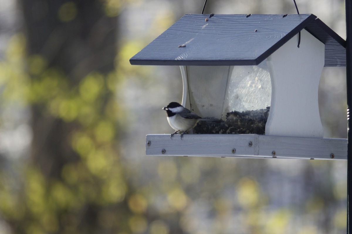 Гаїчка каролінська/світлокрила - ML646165356