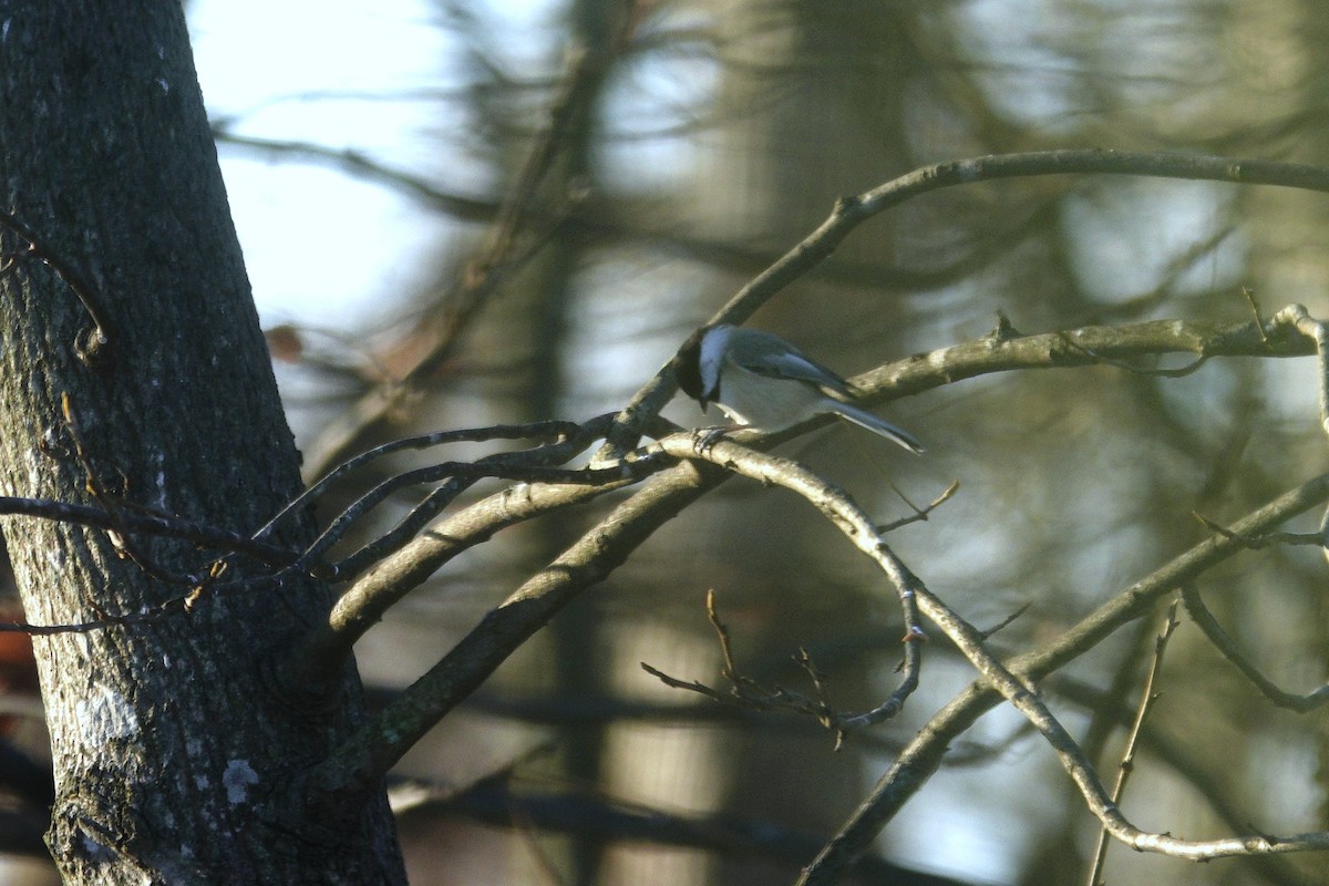 Гаїчка каролінська/світлокрила - ML646165357