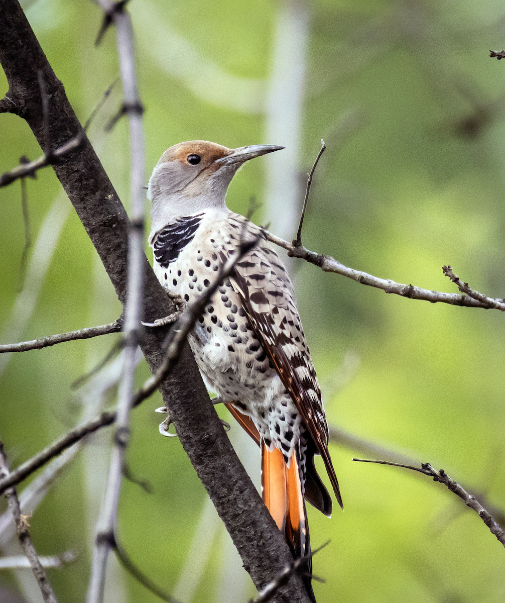 Northern Flicker (Red-shafted) - ML646165358