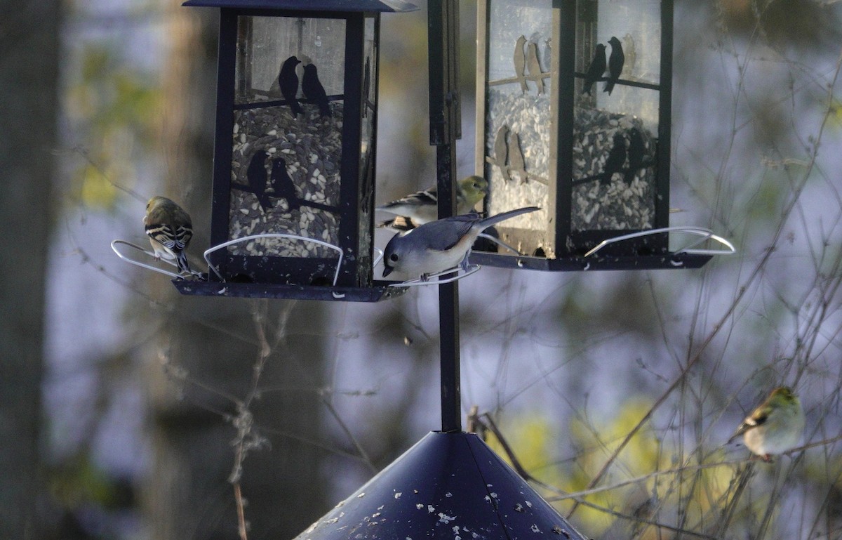 Синиця гострочуба - ML646165360