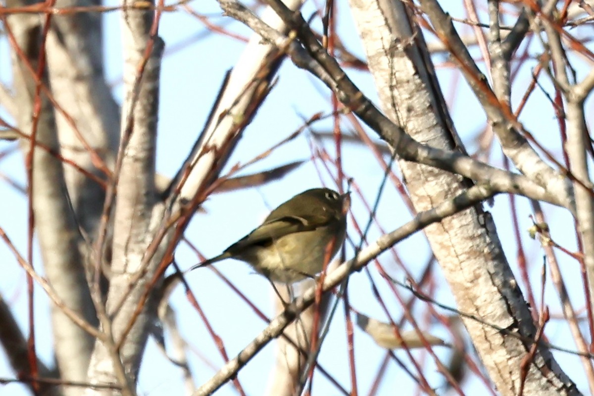 Золотомушка рубіновочуба - ML646165361