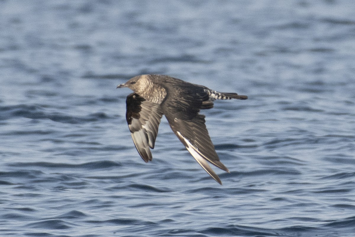 Stercorarius sp. (jaeger sp.) - ML646165362