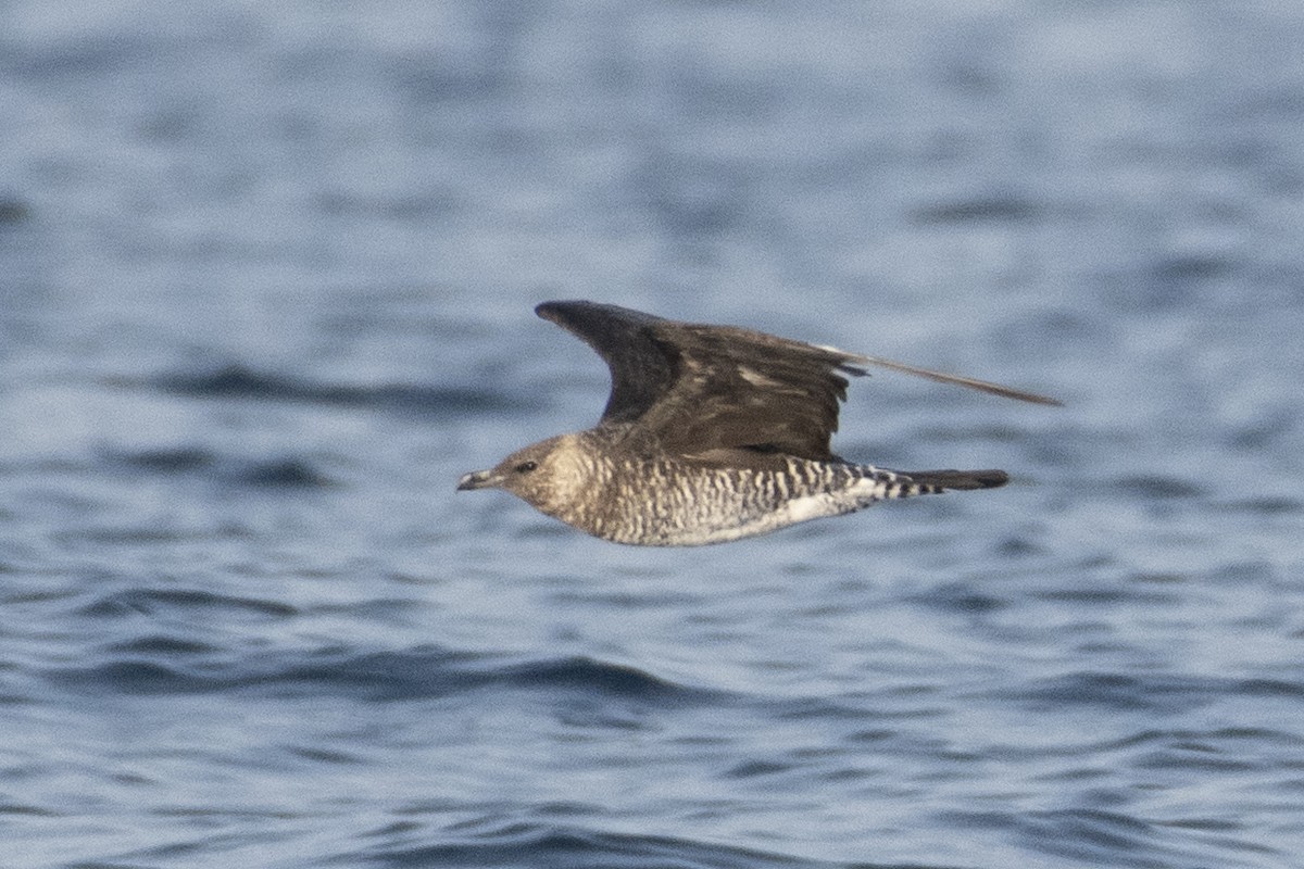 Stercorarius sp. (jaeger sp.) - ML646165363