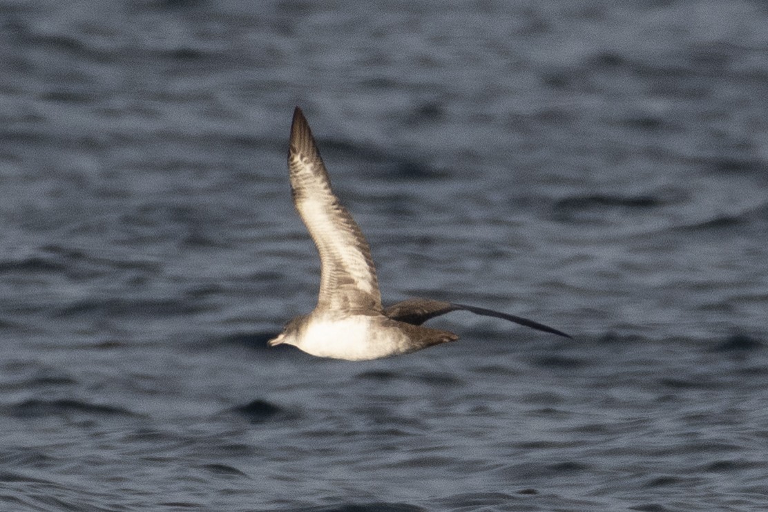 Pink-footed Shearwater - ML646165374