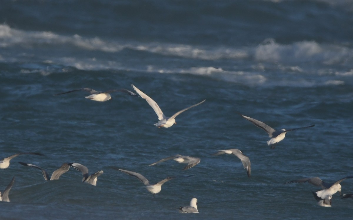Hartlaub's Gull - ML646165375
