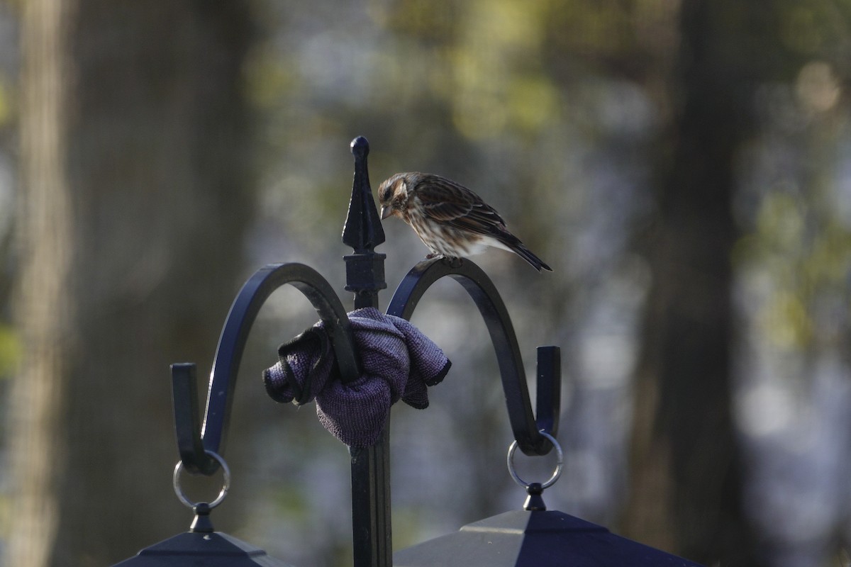 Purple Finch - ML646165376