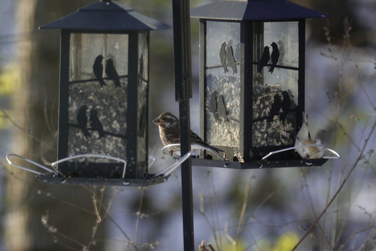 Purple Finch - ML646165377