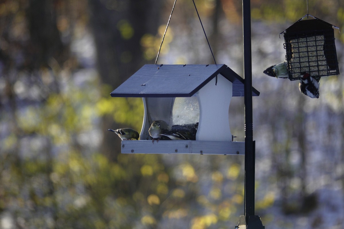 Чиж золотий - ML646165379