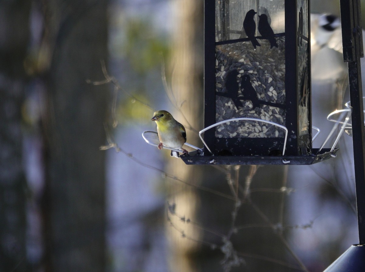 Чиж золотий - ML646165380