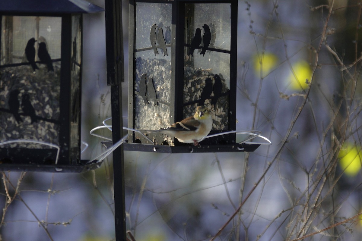 Чиж золотий - ML646165381