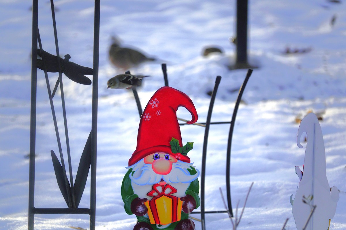 Чиж золотий - ML646165382