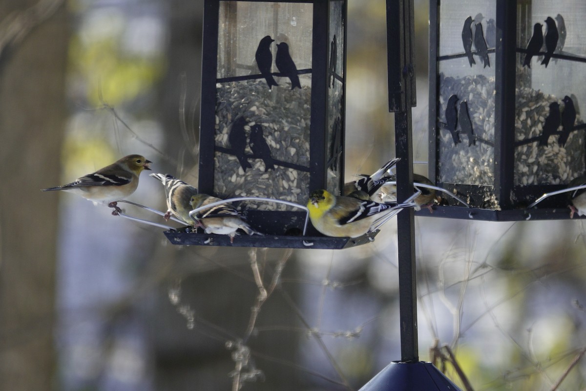 Чиж золотий - ML646165383