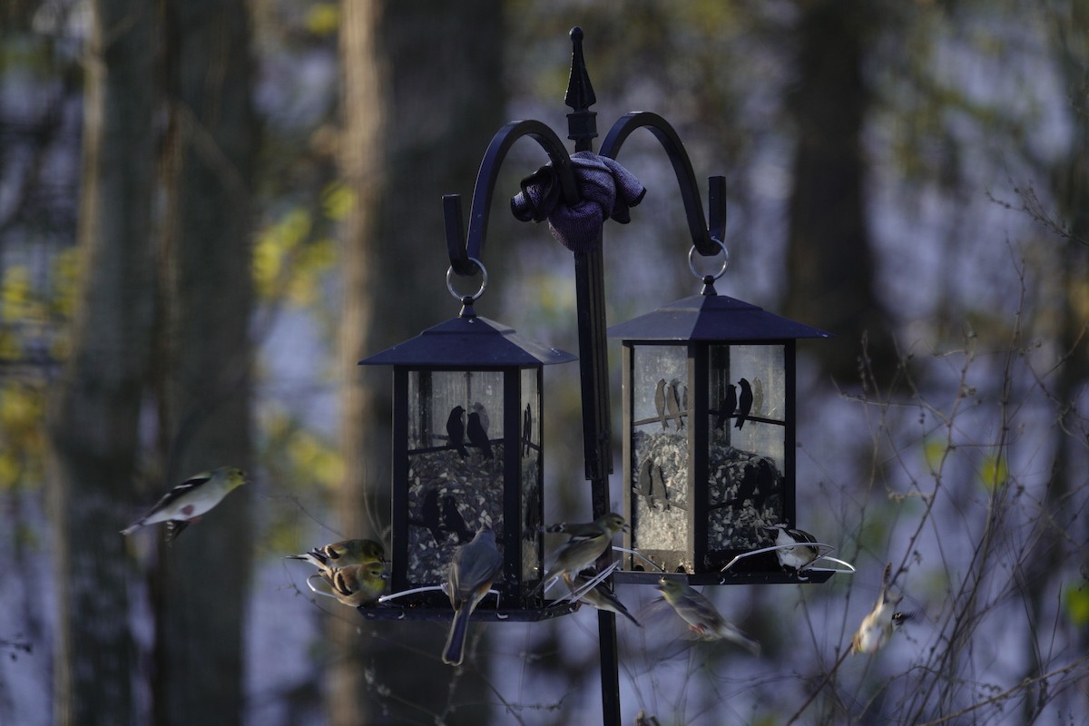 Чиж золотий - ML646165384