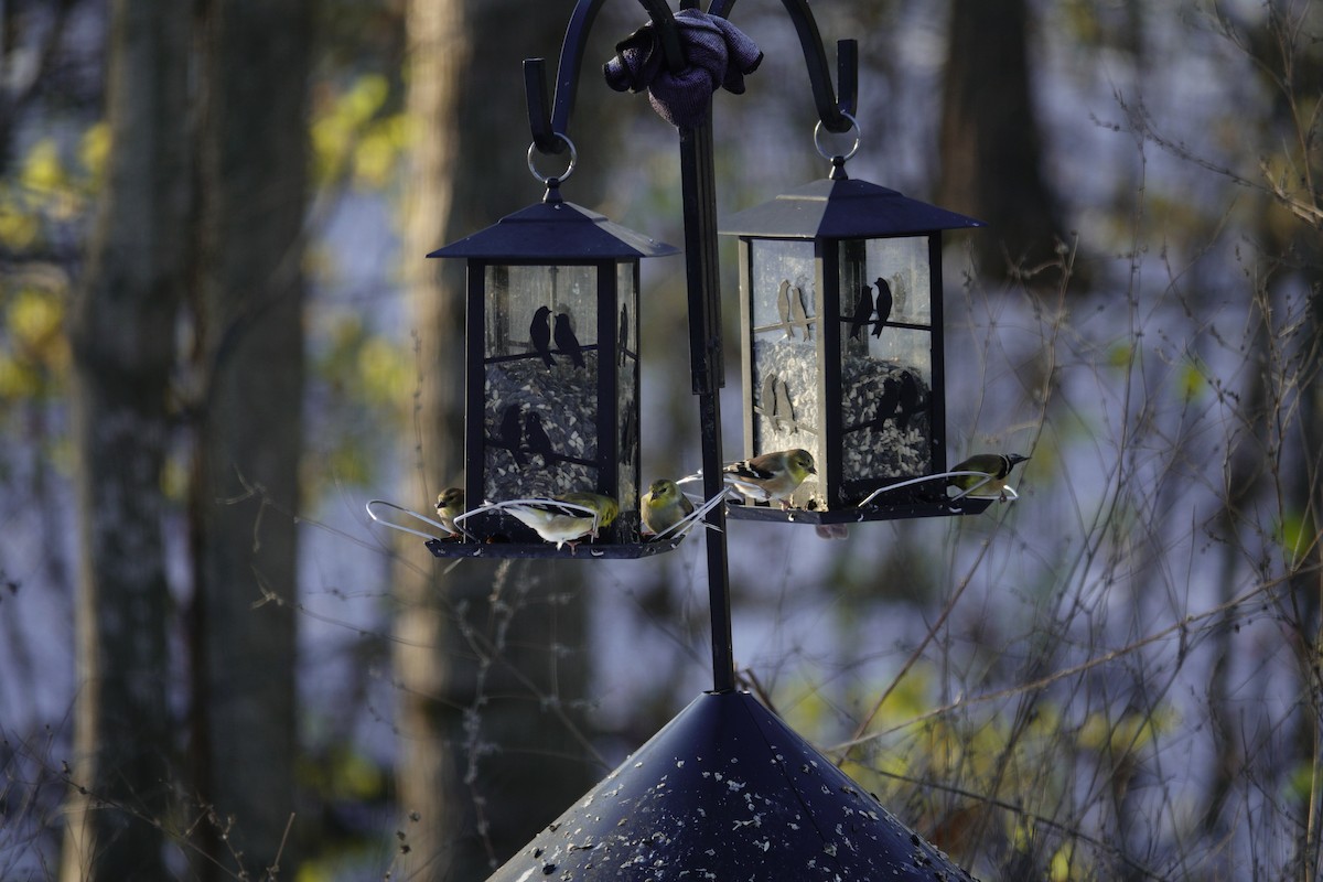 Чиж золотий - ML646165385