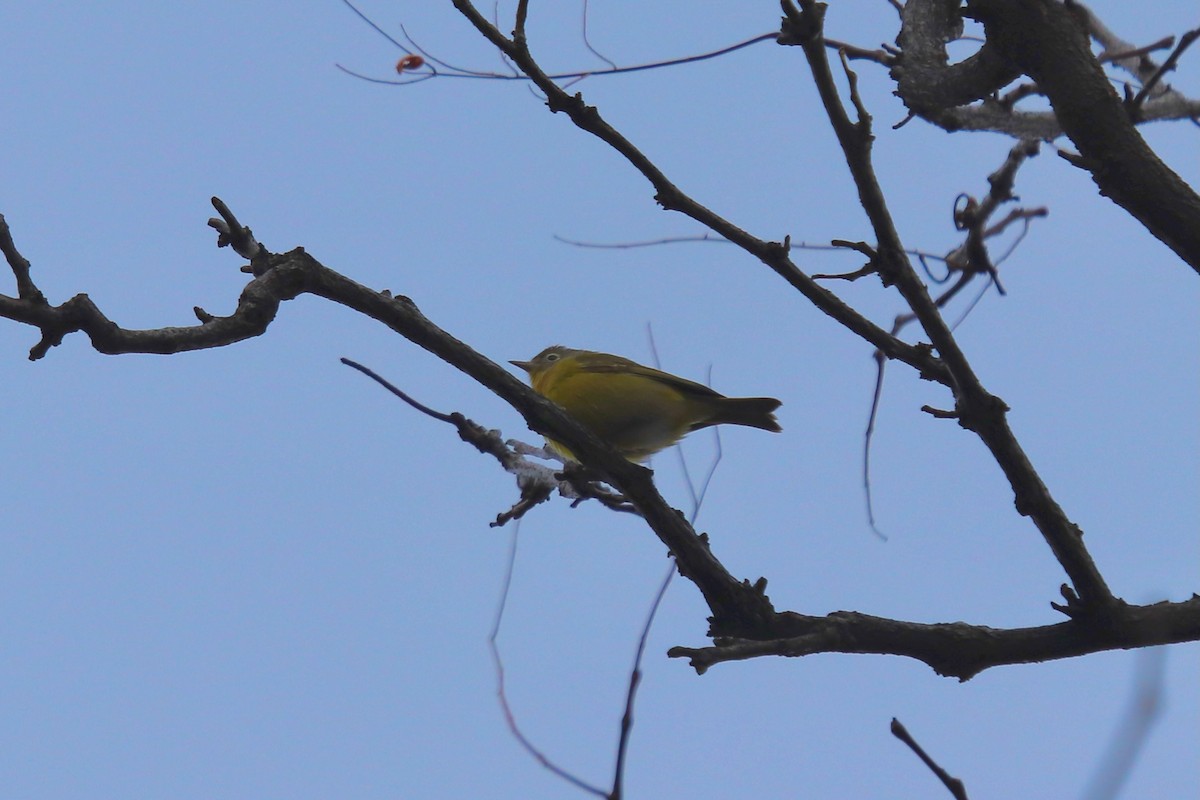Nashville Warbler - ML646165389