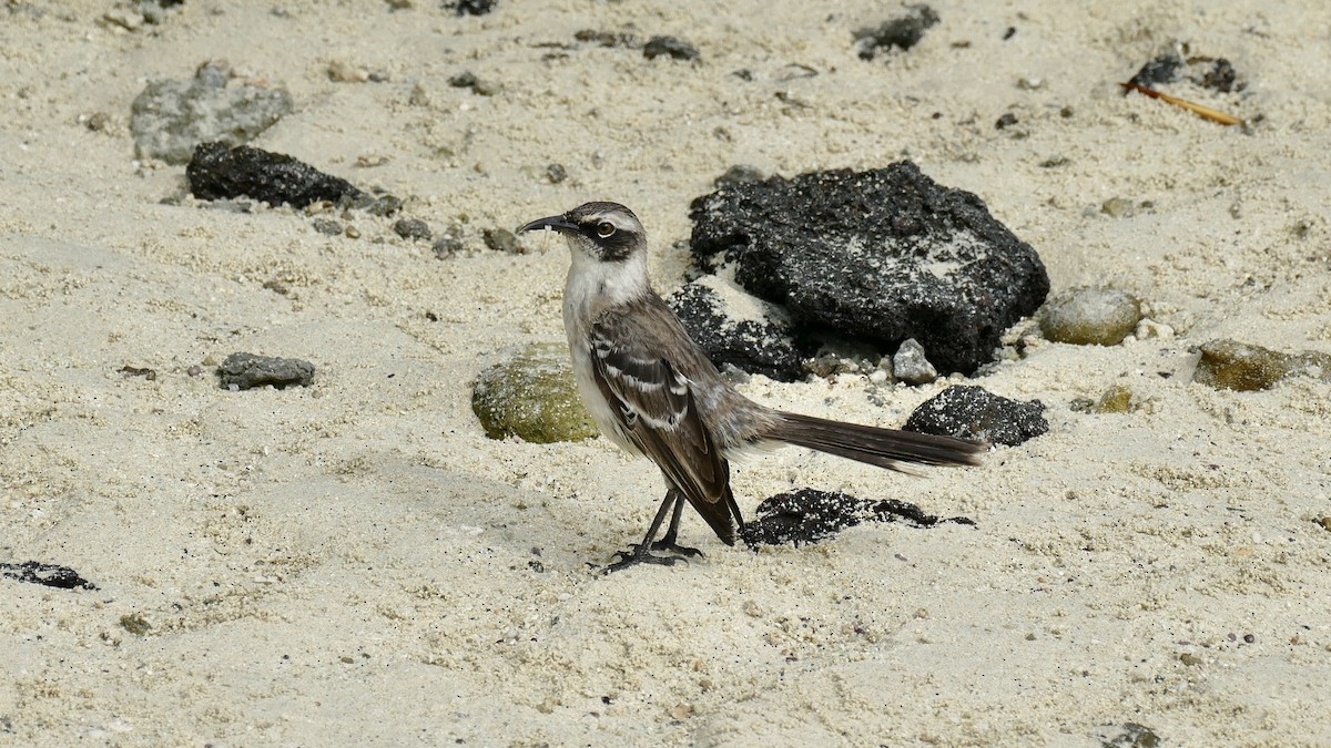 Galapagos Mockingbird - ML646165398