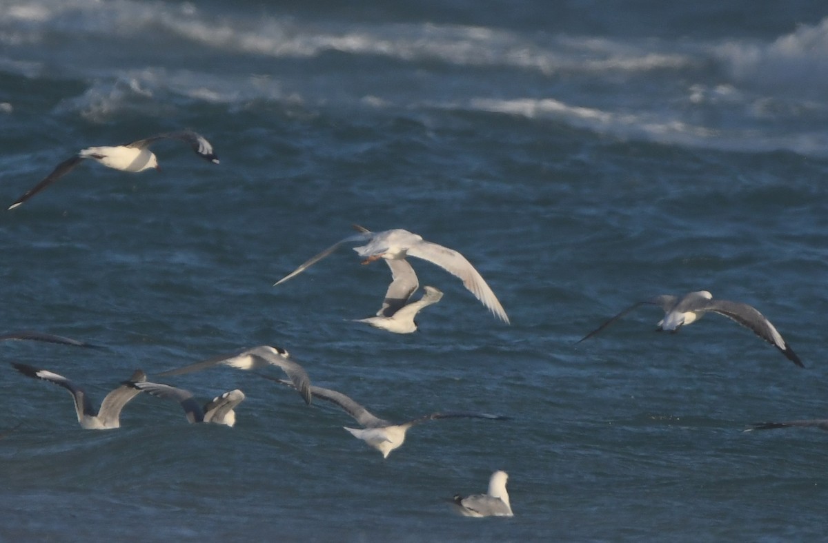 Hartlaub's Gull - ML646165399