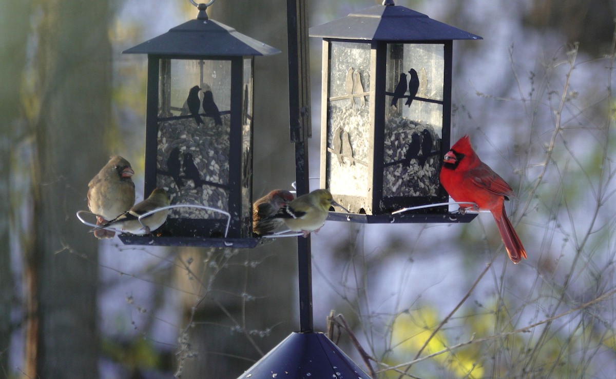 rødkardinal - ML646165400