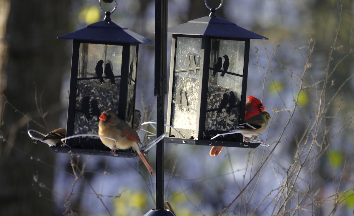 rødkardinal - ML646165401