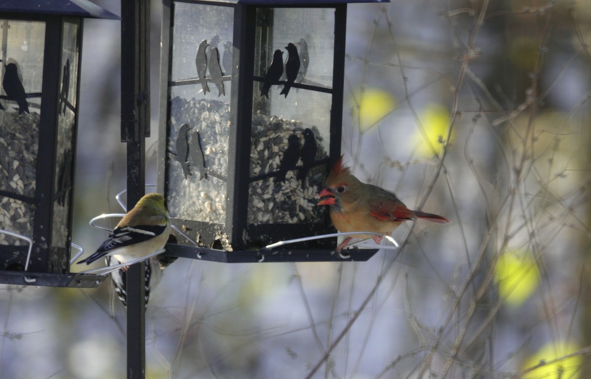 rødkardinal - ML646165402