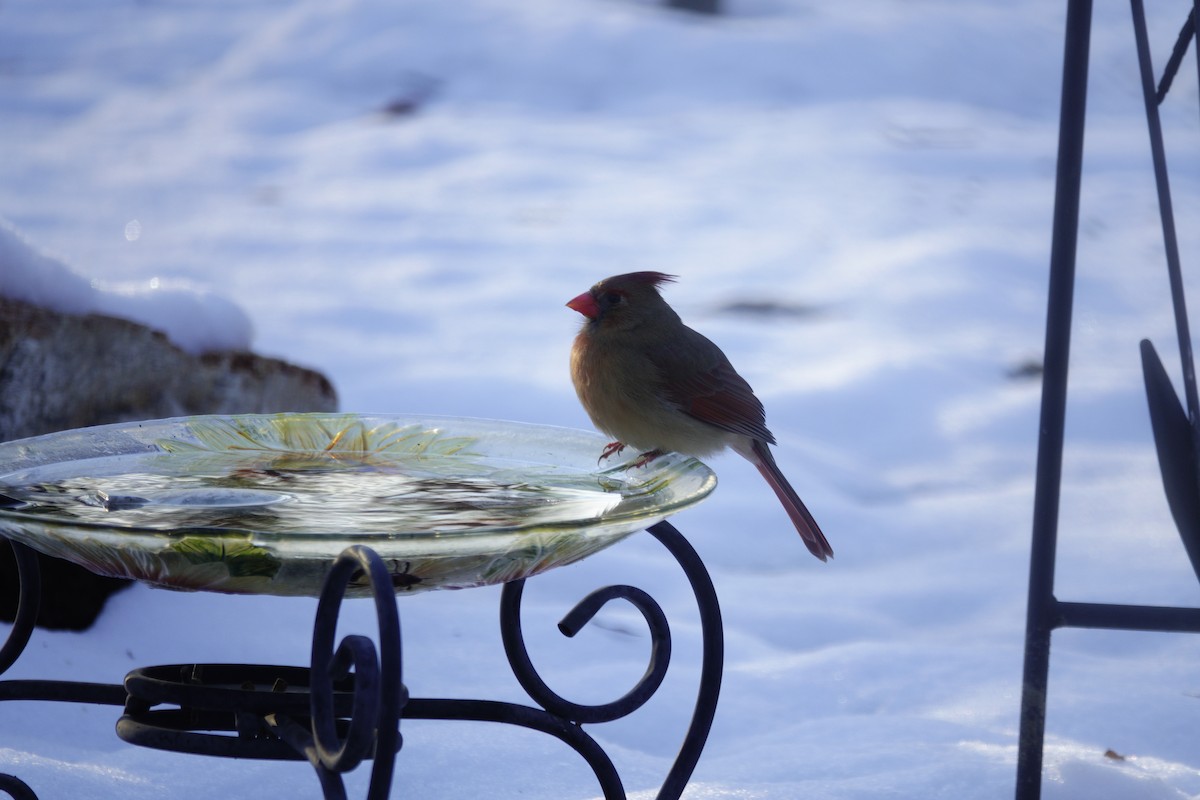 rødkardinal - ML646165404