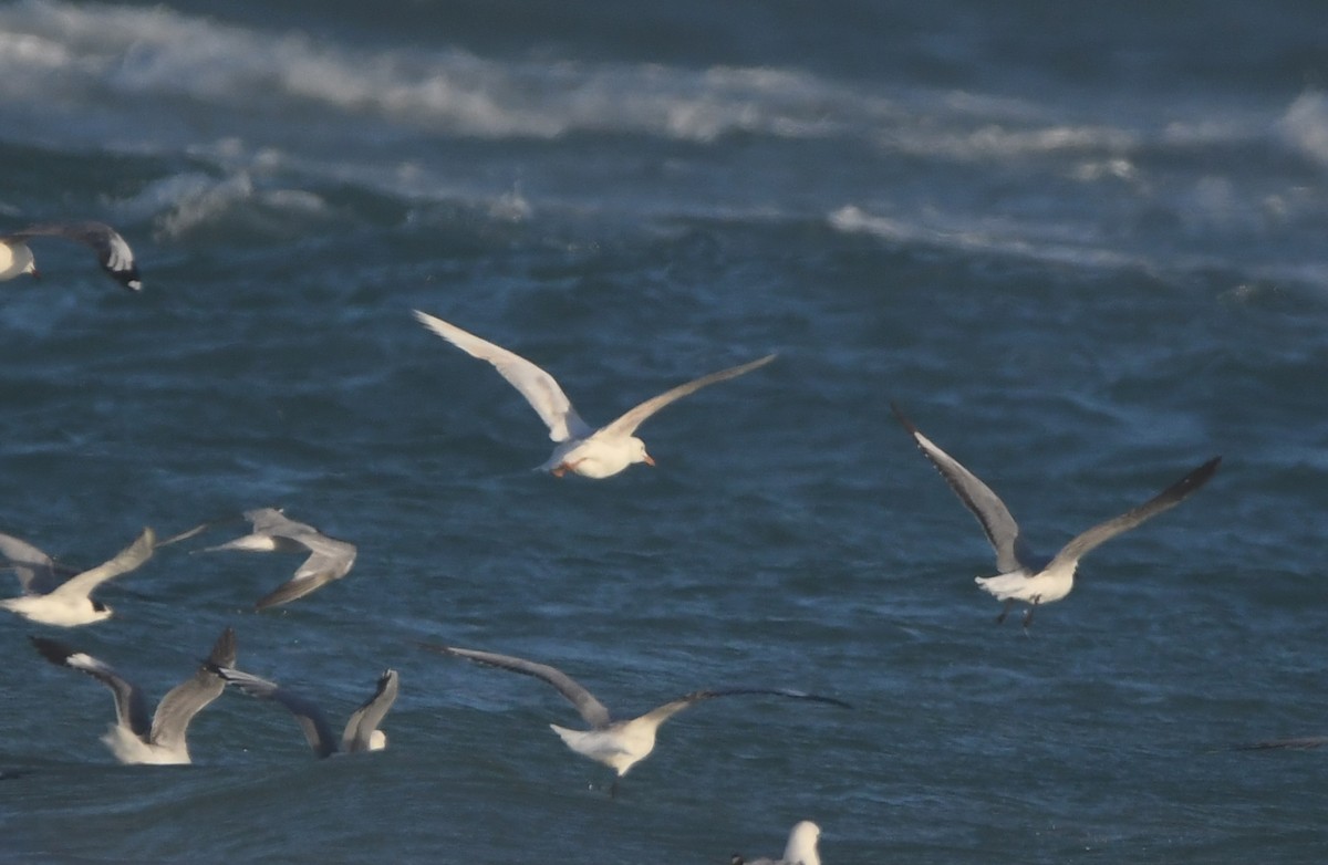 Hartlaub's Gull - ML646165406