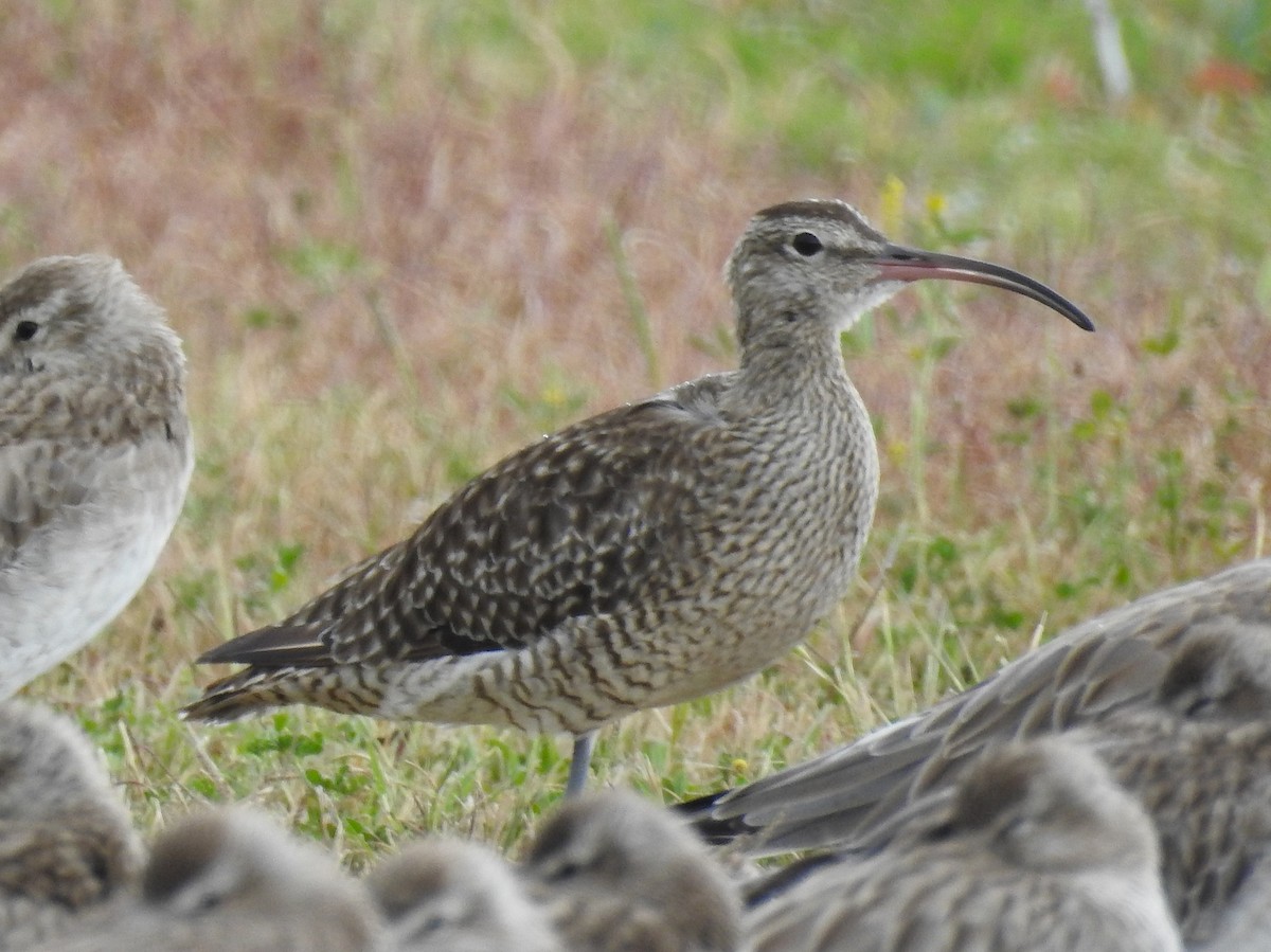 Eurasian Whimbrel - ML646165408