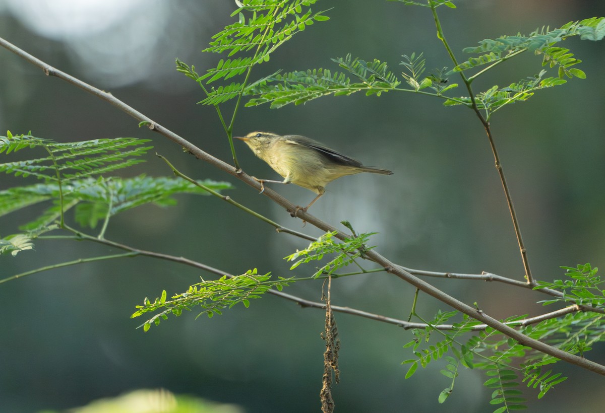 Sulphur-bellied Warbler - ML646165409
