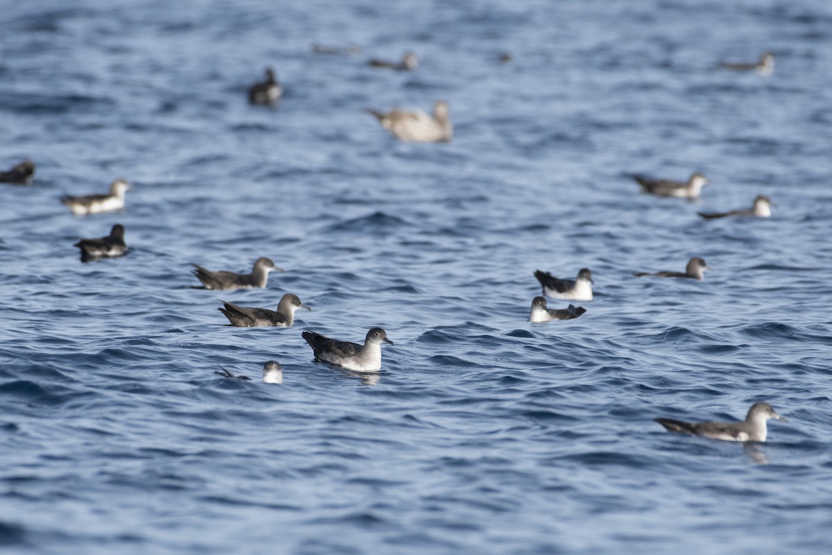 Black-vented Shearwater - ML646165410