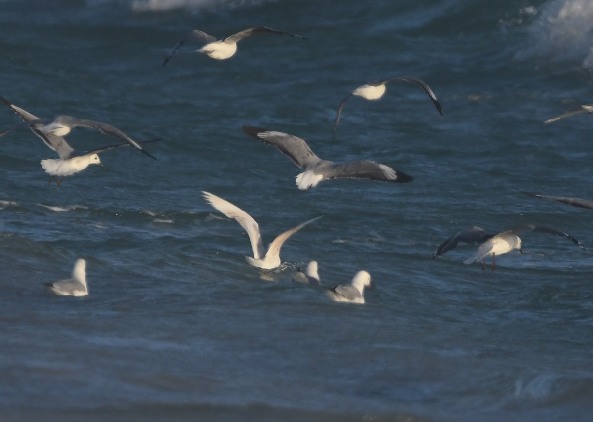 Hartlaub's Gull - ML646165415