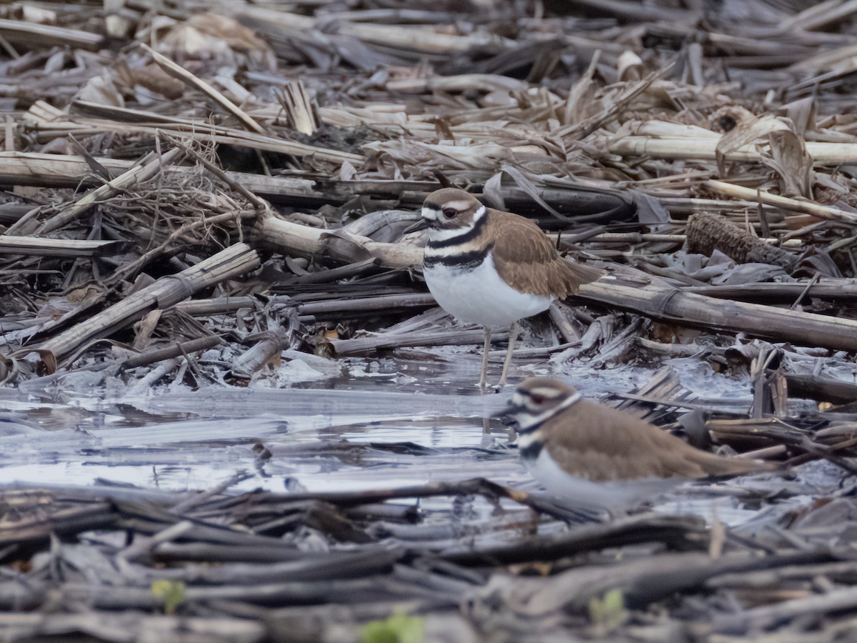 Kildir txirritxoa - ML646165417