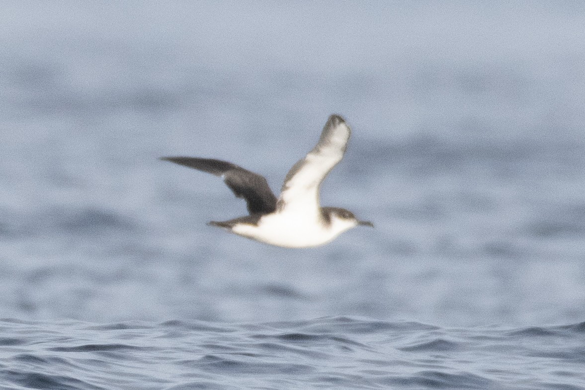 Puffin des Anglais - ML646165418