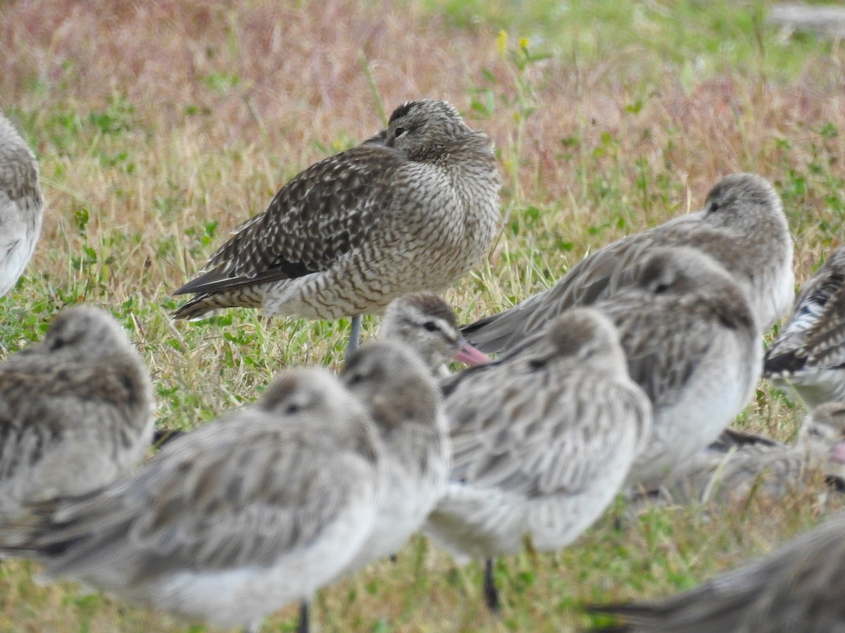 Eurasian Whimbrel - ML646165420