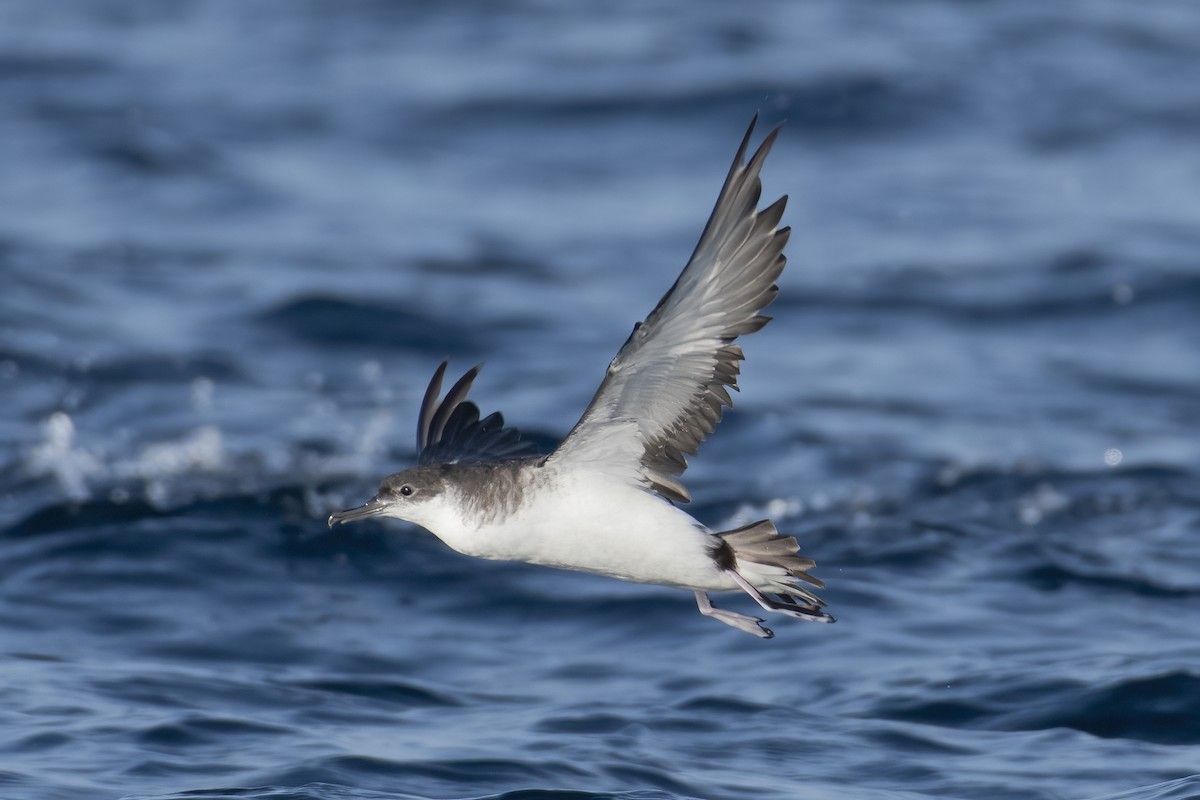 Puffin des Anglais - ML646165427