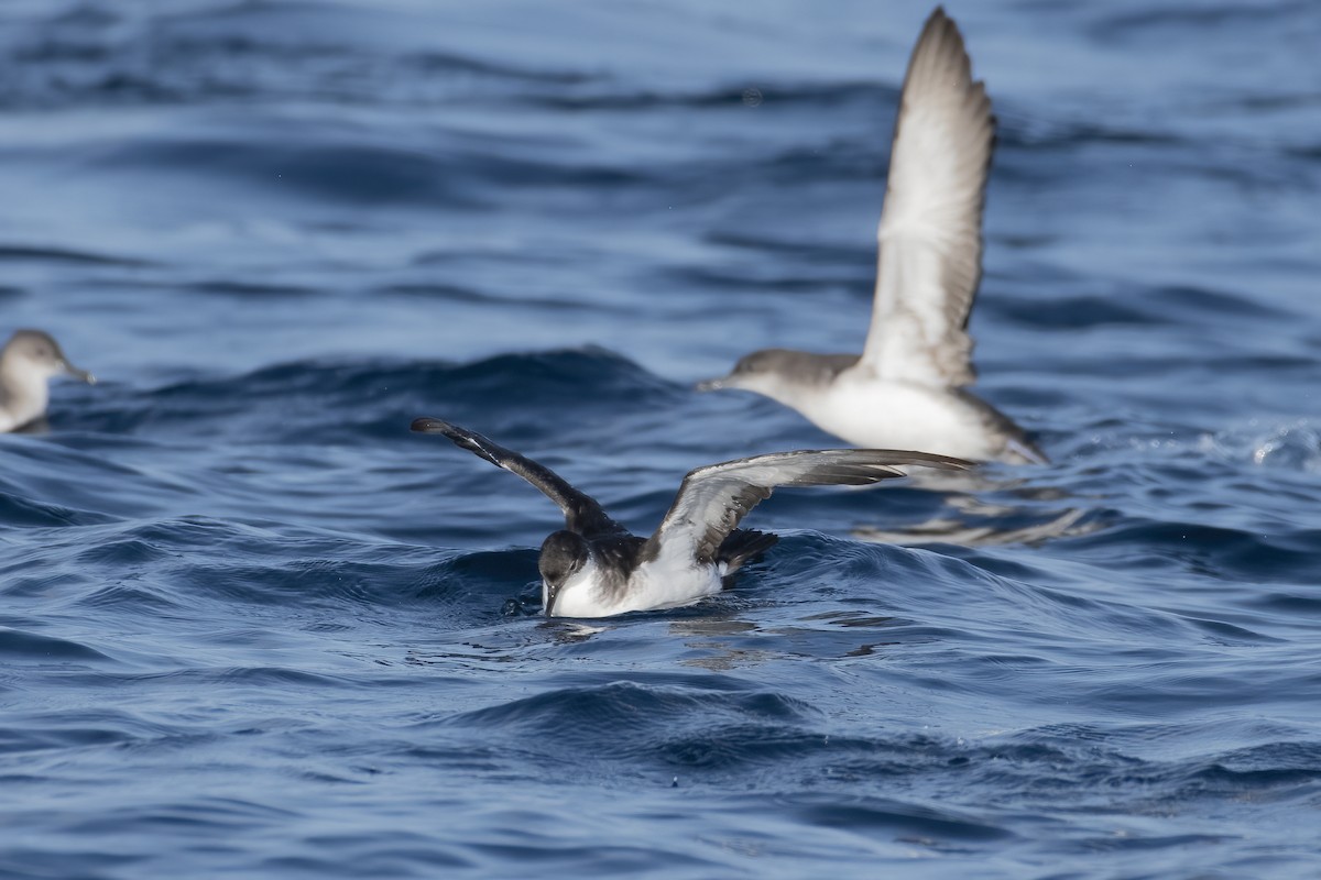 Puffin des Anglais - ML646165428