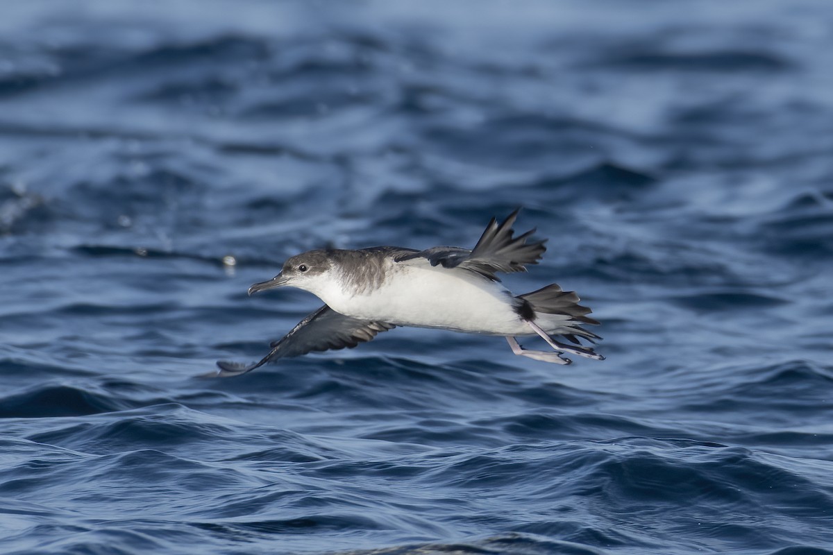 Puffin des Anglais - ML646165429