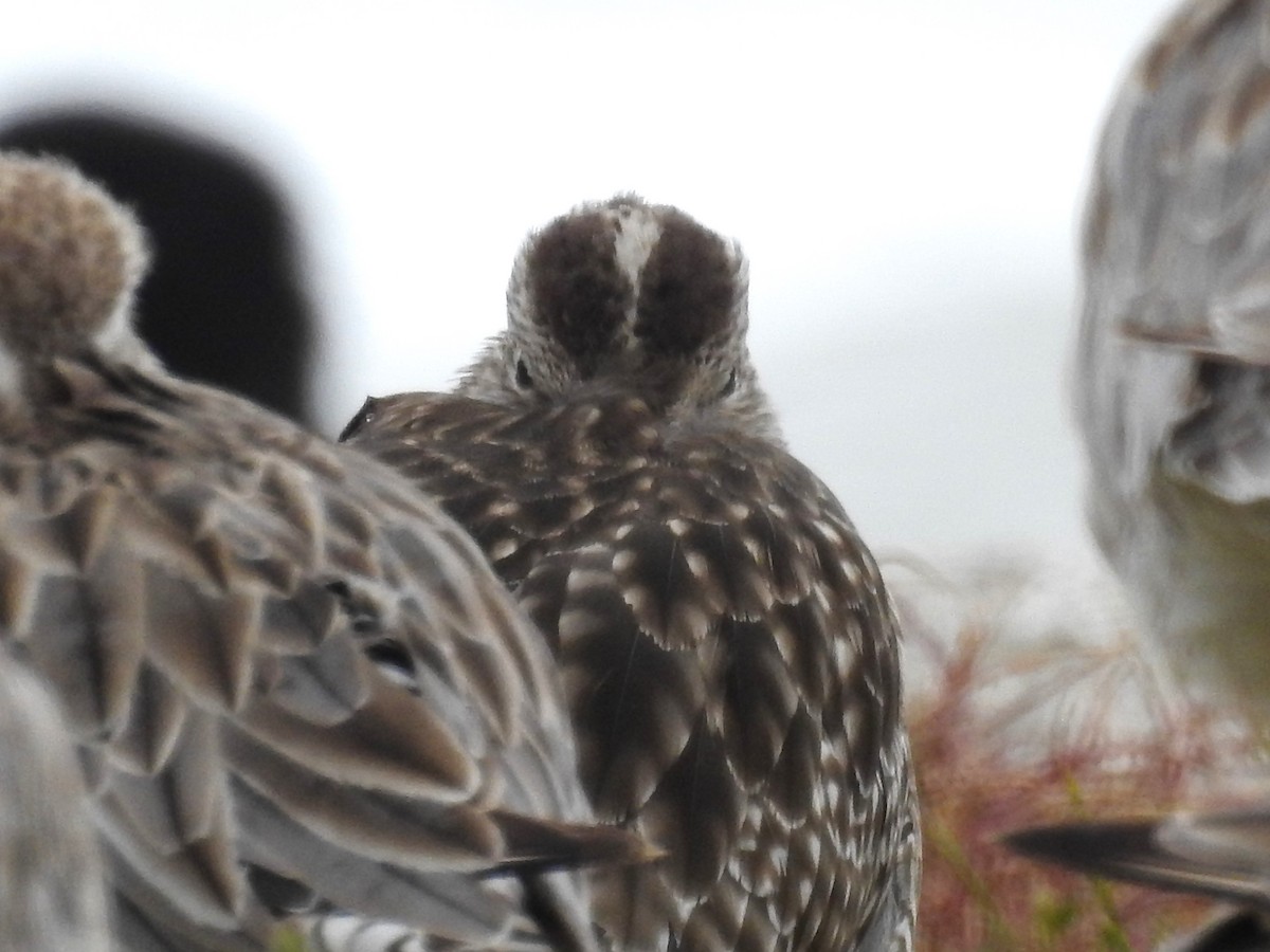 Eurasian Whimbrel - ML646165430