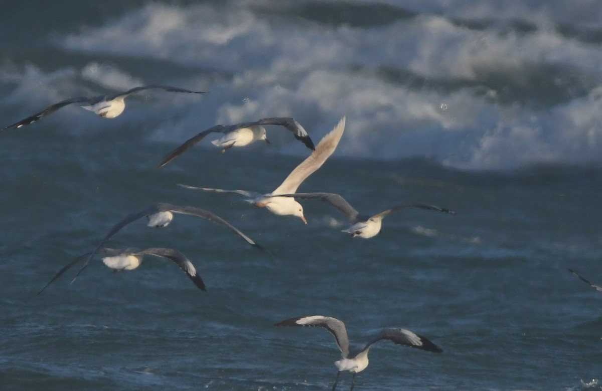 Hartlaub's Gull - ML646165431