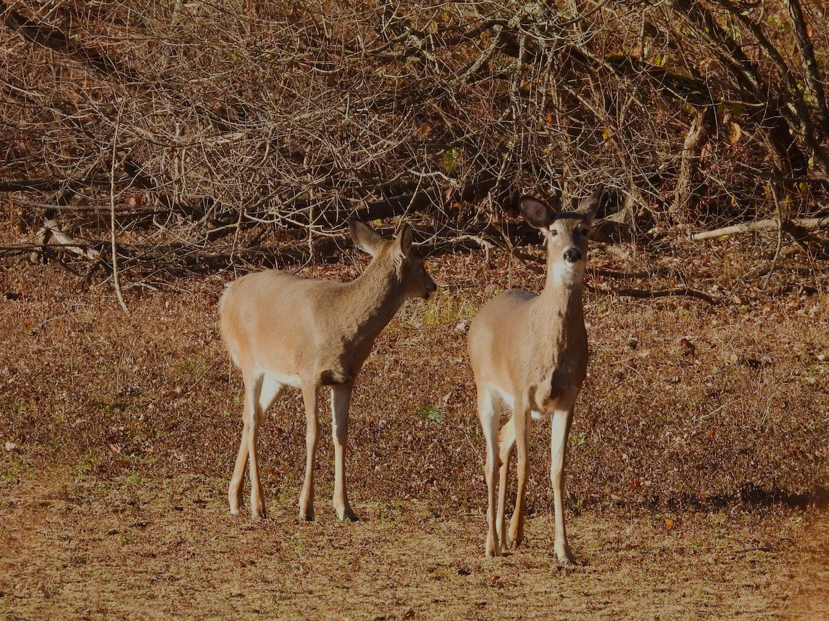 White-tailed Deer - ML646165432