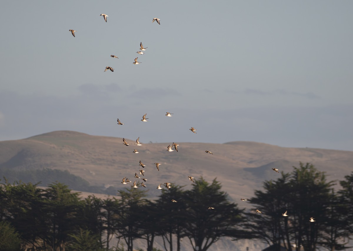 Semipalmated Plover - ML646165433