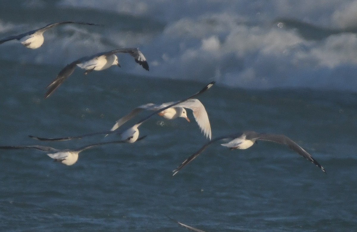 Hartlaub's Gull - ML646165438