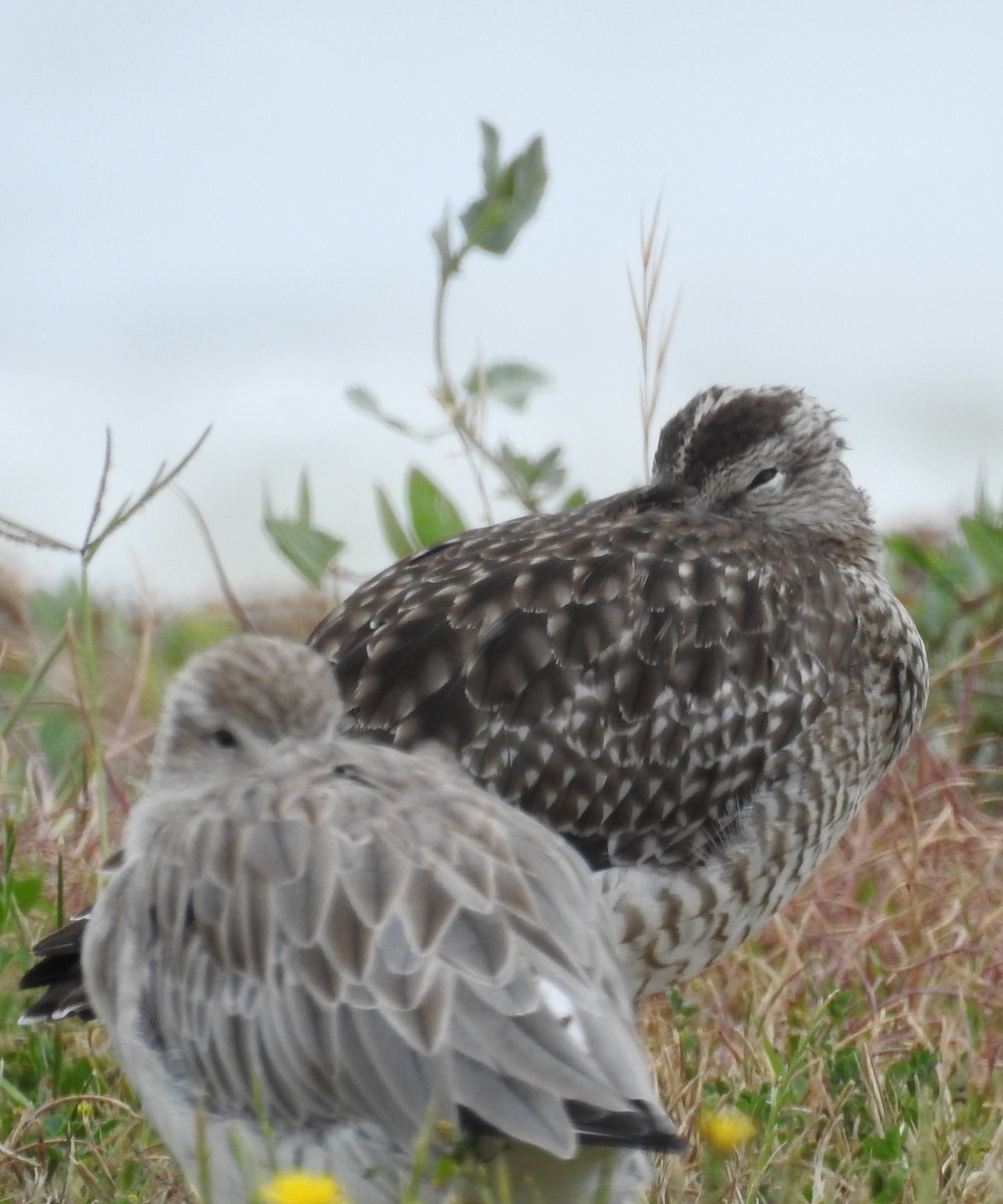 Eurasian Whimbrel - ML646165439