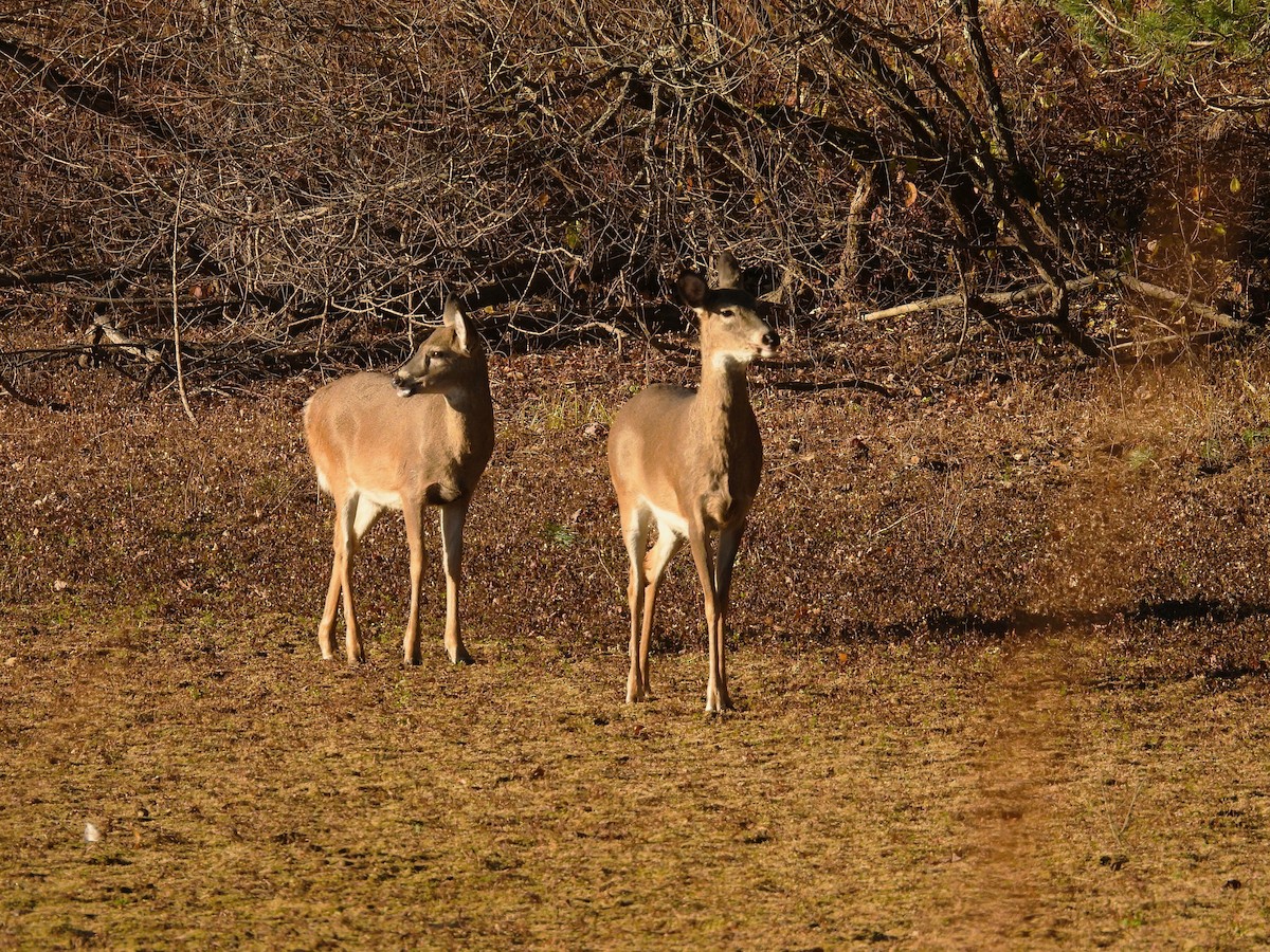White-tailed Deer - ML646165440