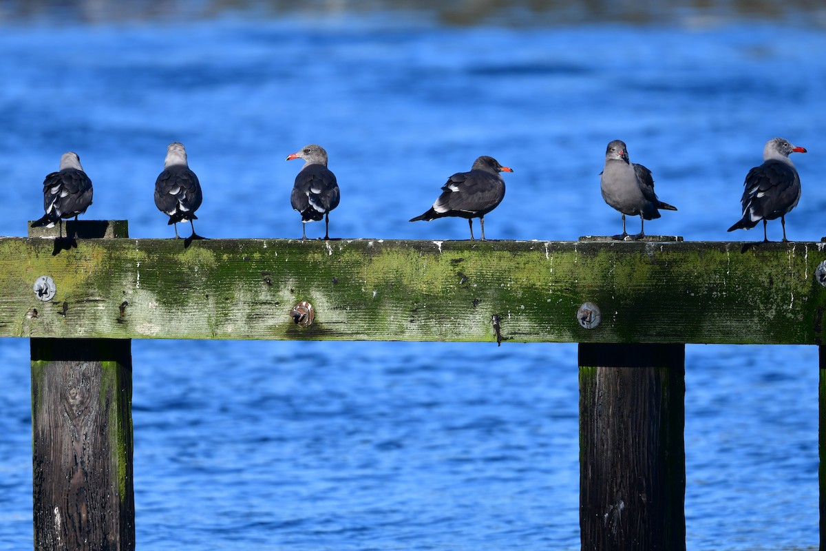 Heermann's Gull - ML646165441