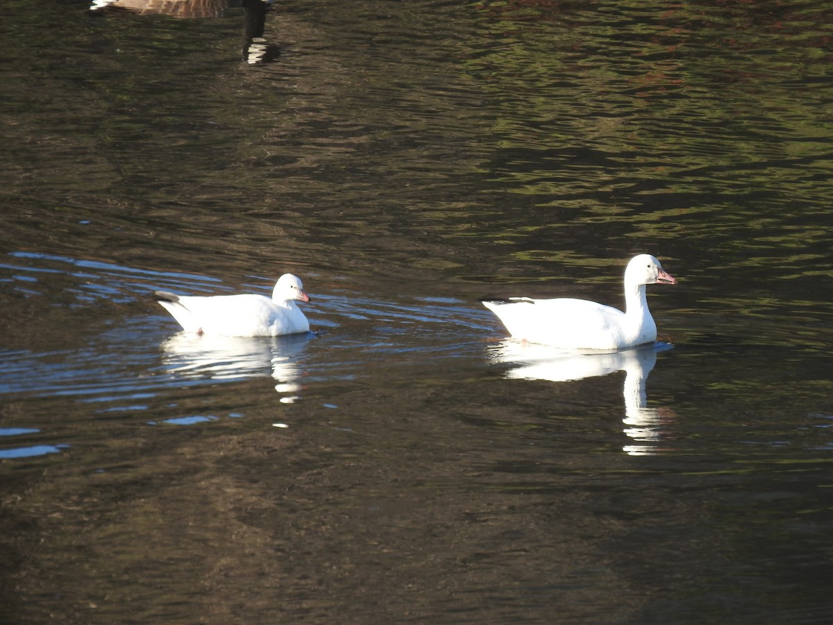 Ross's Goose - ML646165450