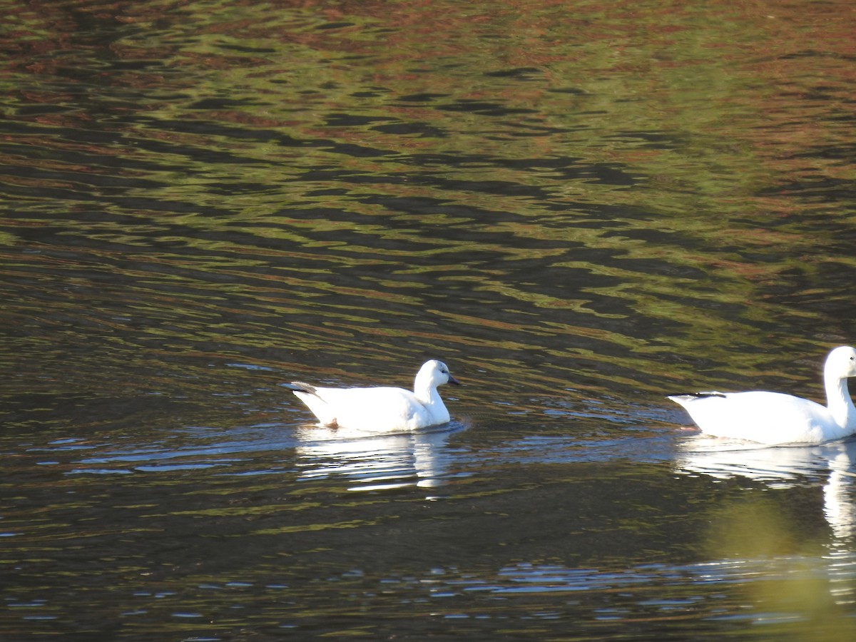 Ross's Goose - ML646165468