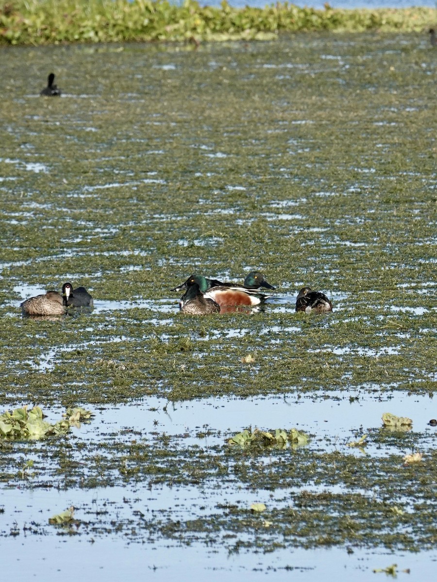 Northern Shoveler - ML646165472