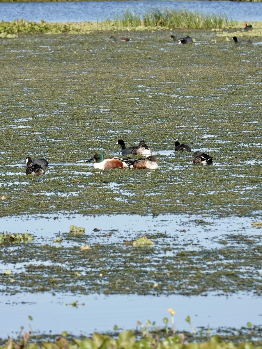 Northern Shoveler - ML646165473