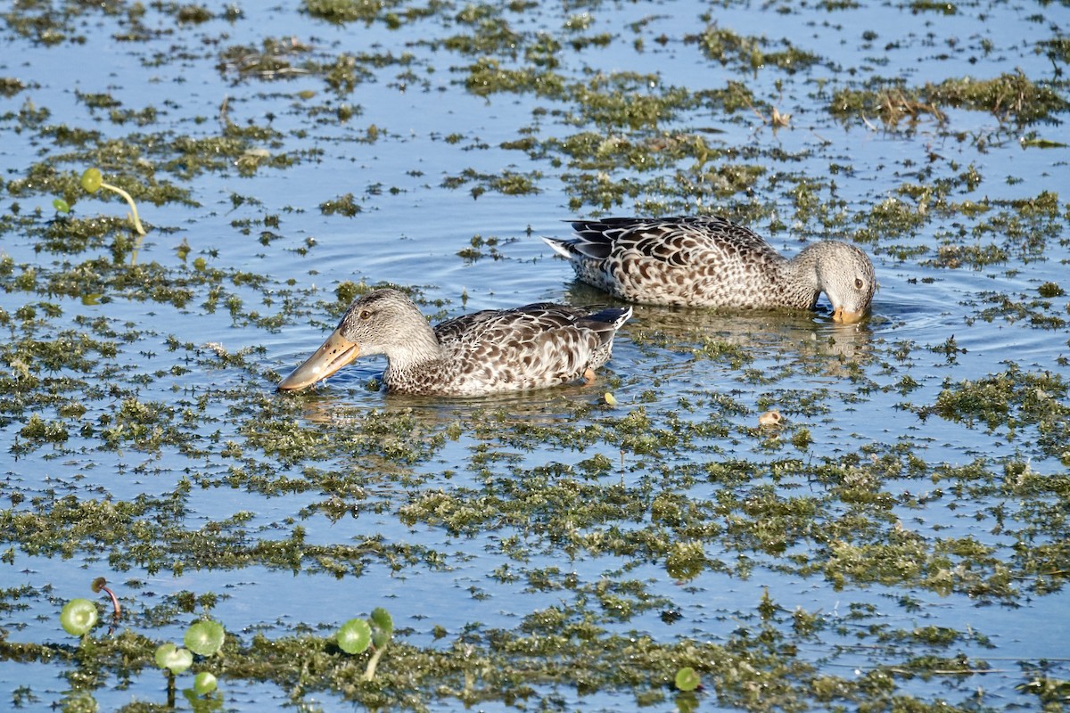 Northern Shoveler - ML646165475